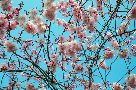 Blooming spring tree branch background