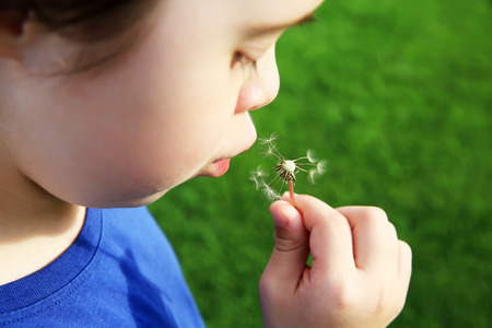 Little girl blowing dandelionの写真素材
