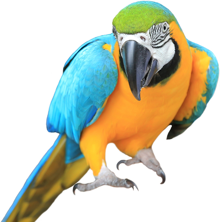 Ara ararauna. Blue-yellow macaw parrot on the hand. Isolated on the whiteの写真素材