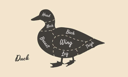 Meat diagram. Cuts of meat. Duck silhouette isolated on white background. Vintage poster for butcher shop, restaurant menu. Vector illustrationのイラスト素材