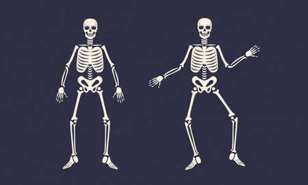 Human skeleton vintage icons. Skeletons isolated on white background. Vector illustrationのイラスト素材