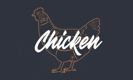 Hen, Chicken vintage sketch. Hen silhouette with grunge texture. Vintage poster. Typography. Vector illustration.のイラスト素材