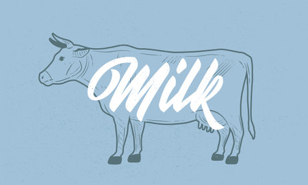 Cow vintage sketch. Milk, dairy products poster. Cow silhouette with grunge texture. Vintage poster. Typography. Vector illustration.のイラスト素材