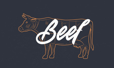 Cow, Beef vintage sketch. Cow silhouette with grunge texture. Vintage poster. Typography. Vector illustration.のイラスト素材