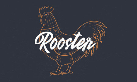 Hen, Chicken vintage sketch. Hen silhouette with grunge texture. Vintage poster. Typography. Vector illustration.のイラスト素材