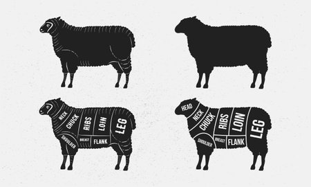 Sheep set. Sheep silhouette. Mutton - butcher diagram template. Cuts of Lamb meat. Vintage Poster for groceries, butcher shop, meat store. Vector illustrationのイラスト素材