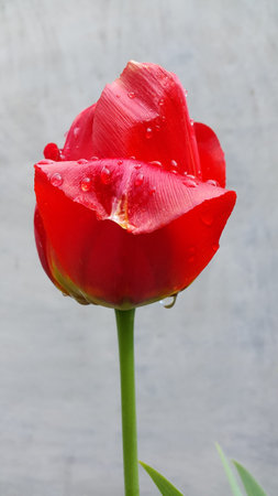 Tulips. Tulip flowers on a gray backgroundの写真素材