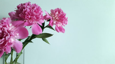 Peonies. A bouquet of peonies. Petals Floral background. Postcard. Blooming peonies