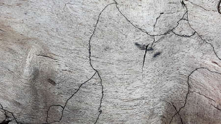 Wood. Old rotten wood. Vintage cracked wood. Textured background. Weathered surface. Vintage backgroundの写真素材