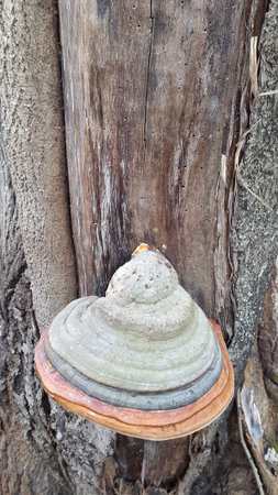 Parasitic fungus. Mushroom. Parasite mushroom on a tree trunk