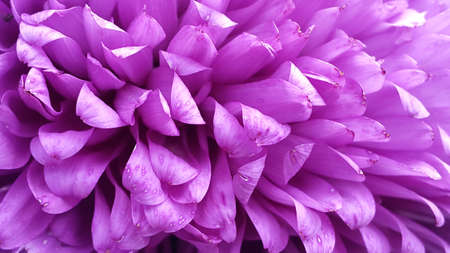 Peony petals. Background for a postcard made of peony petalsの写真素材