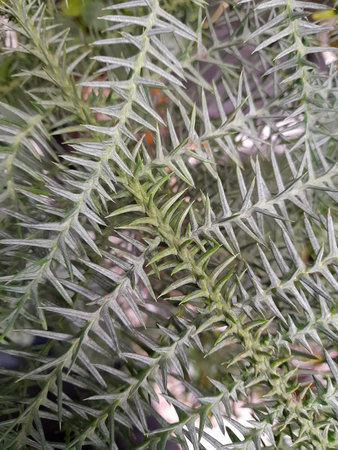 green plants. indoor green plant. green plant background