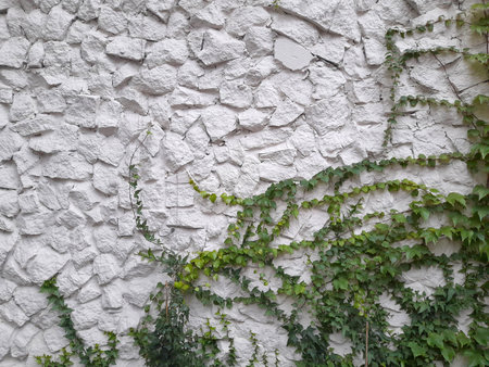 Stone wall with climbing plants. vintage background