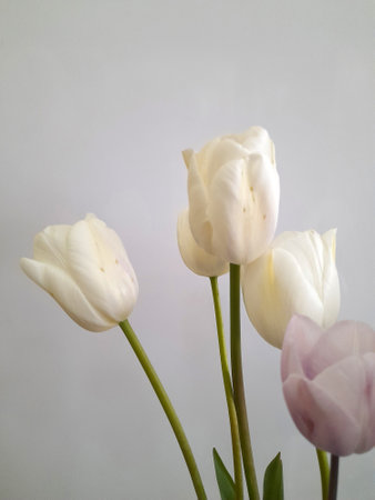 Tulips. Spring tulips on a light background. Background for a greeting cardの写真素材
