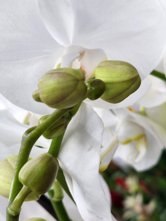 Orchid. white orchid flower. background for a greeting cardの写真素材