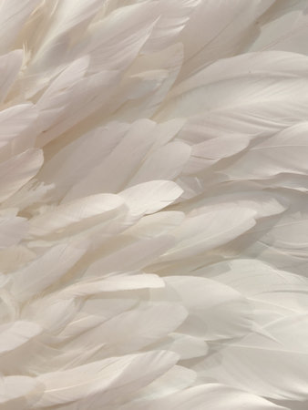 bird feathers. White bird feathers. background of white bird feathersの写真素材