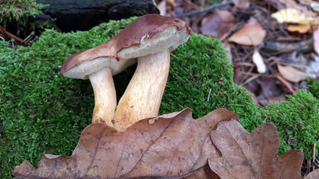 Edible mushrooms. Edible mushroom on green moss background