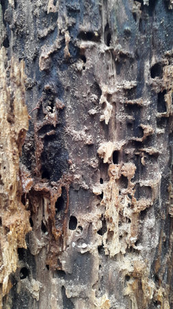 Rotten wood eaten by skewers. Rotten wood