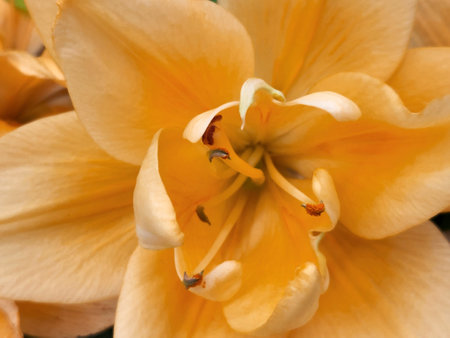 Lilies. Floral background from lilies. Background of orange lilies for a greeting card. wall muralの写真素材