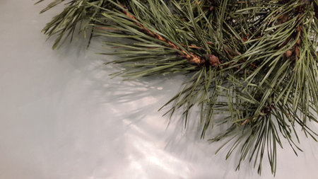 Pine branch on a light background. Background with pine branches