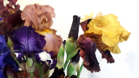 Irises. Bouquet of irises on a white background. Greeting card. Valentine's card