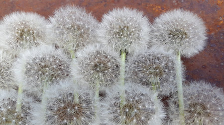 Background from ripe dandelions. Dandelions. fluffy dandelion seedsの写真素材