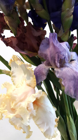 Irises. Bouquet of irises on a white background. Greeting card. Valentine's cardの写真素材