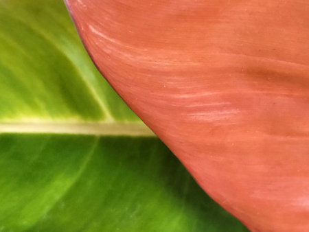 Philodendron. Philodendron prince of orange. Philodendron leaves