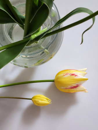 Yellow tulips and vase. Yellow tulips with glass vaseの写真素材