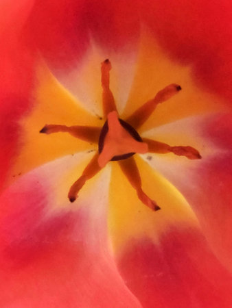 Tulip flower. Tulip flower close up. Floral background for postcardの写真素材
