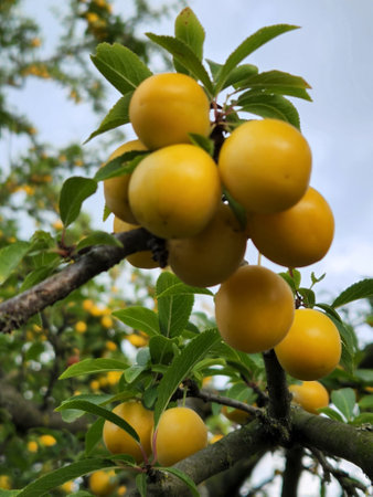 Cherry plum fruits. Ripe yellow cherry plum fruits. fruit harvestの写真素材