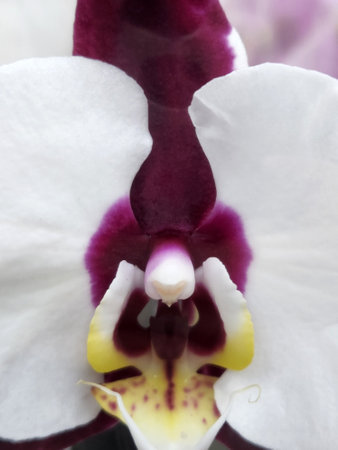 Orchid flower. Floral background for greeting cardの写真素材