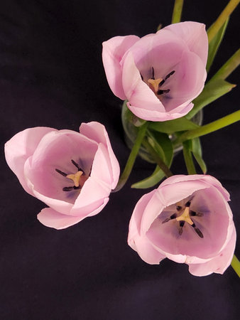 Pink tulips. Pink tulip flower on black background