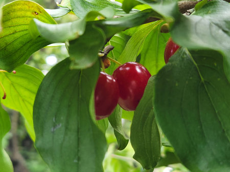 Dogwood. Dogwood berries on a branch. Ripe red dogwood berries