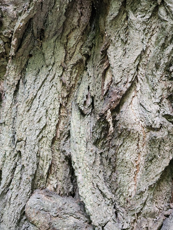 Deciduous tree bark. Tree bark texture. Vintage background