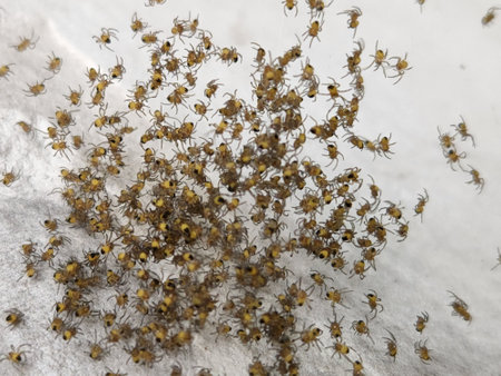 Spiders. Small young spiders. Group of small spidersの写真素材