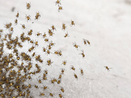 Spiders. Small young spiders. Group of small spidersの写真素材
