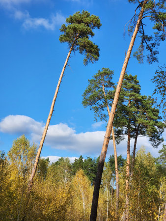 Coniferous deciduous forest. Forest autumn landscape. Edge of mixed forestの写真素材
