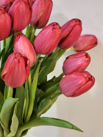 Bouquet of tulips on a light background. Pink tulipsの写真素材