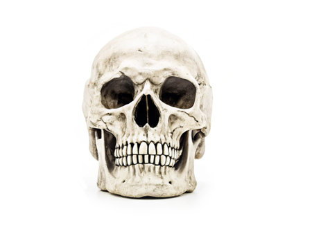 Human skull. Human skull on a white background. Anatomyの写真素材