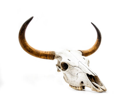 Buffalo skull. Buffalo skull on white backgroundの写真素材
