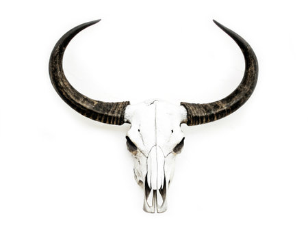 Buffalo skull. Buffalo skull on white backgroundの写真素材