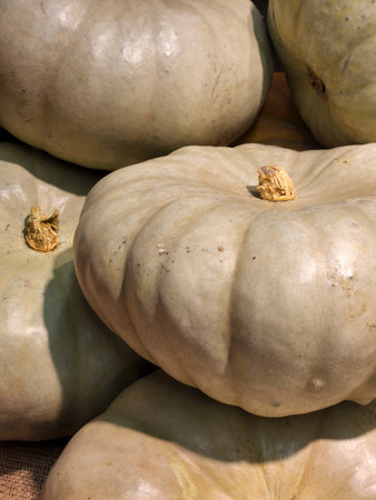 Autumn pumpkin harvest. Ripe pumpkins. Photos of pumpkinsの写真素材