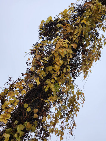 Climbing decorative grapes. Grape vine against the sky
