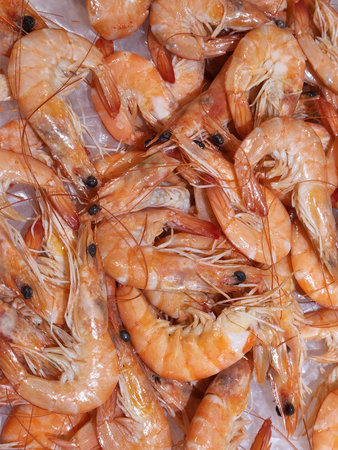 Shrimp. Shrimp on ice on the counter. Food background with shrimpの写真素材