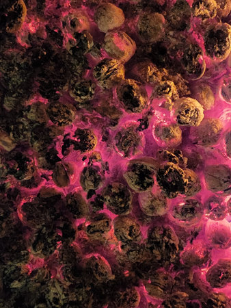 Red hot coals. Hot coals and ashの写真素材