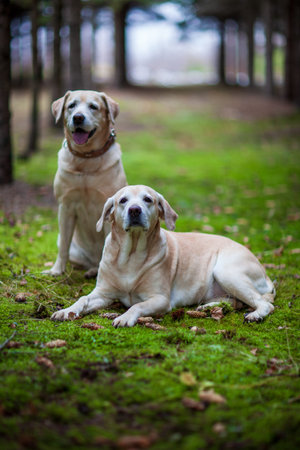 Young yellow happy labradors in the park on a warm autumn dayの写真素材