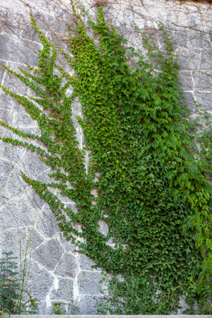 fabulous summer plants trails leading to the unknownの写真素材