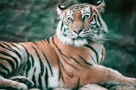A fine tiger lay down on the table in the zoo.の写真素材