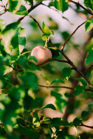 Green apple on the treeの写真素材